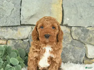 Mini Goldendoodle dogs for sale: Rain - Ad 3