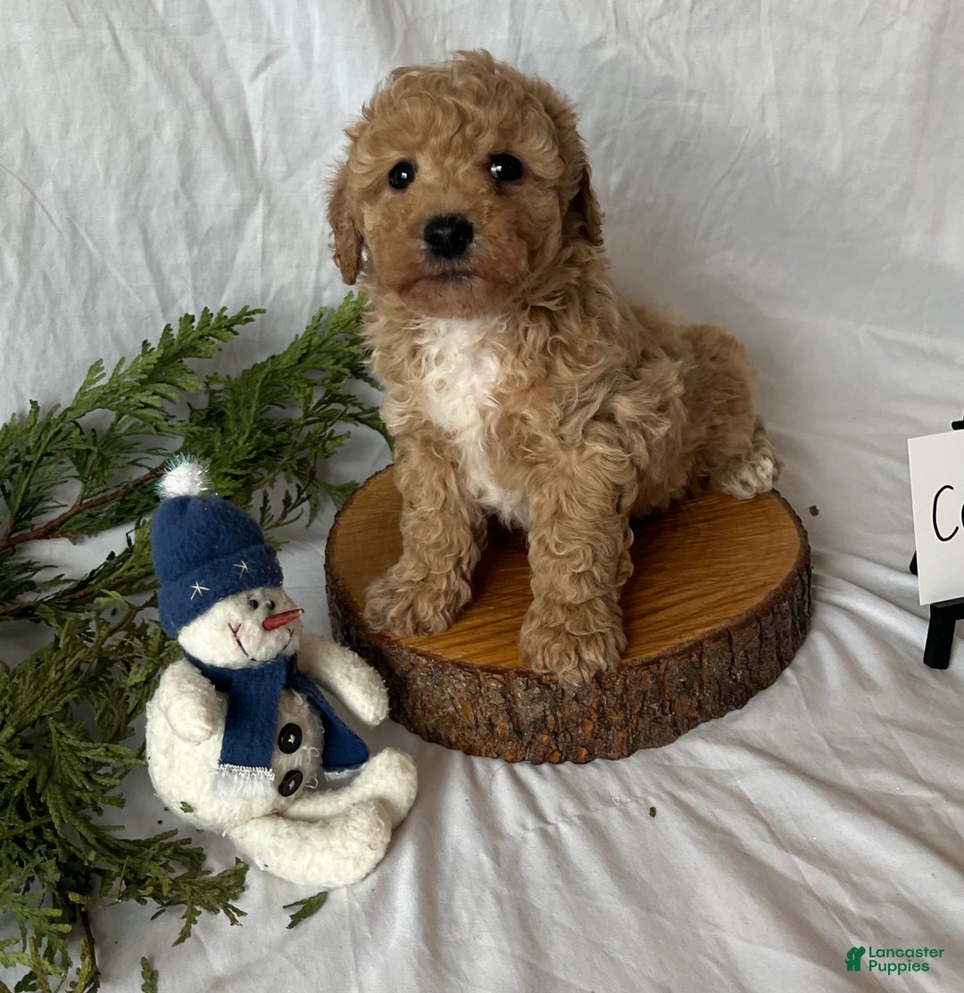 Maltipoo dogs for sale: Cookie - Ad 2