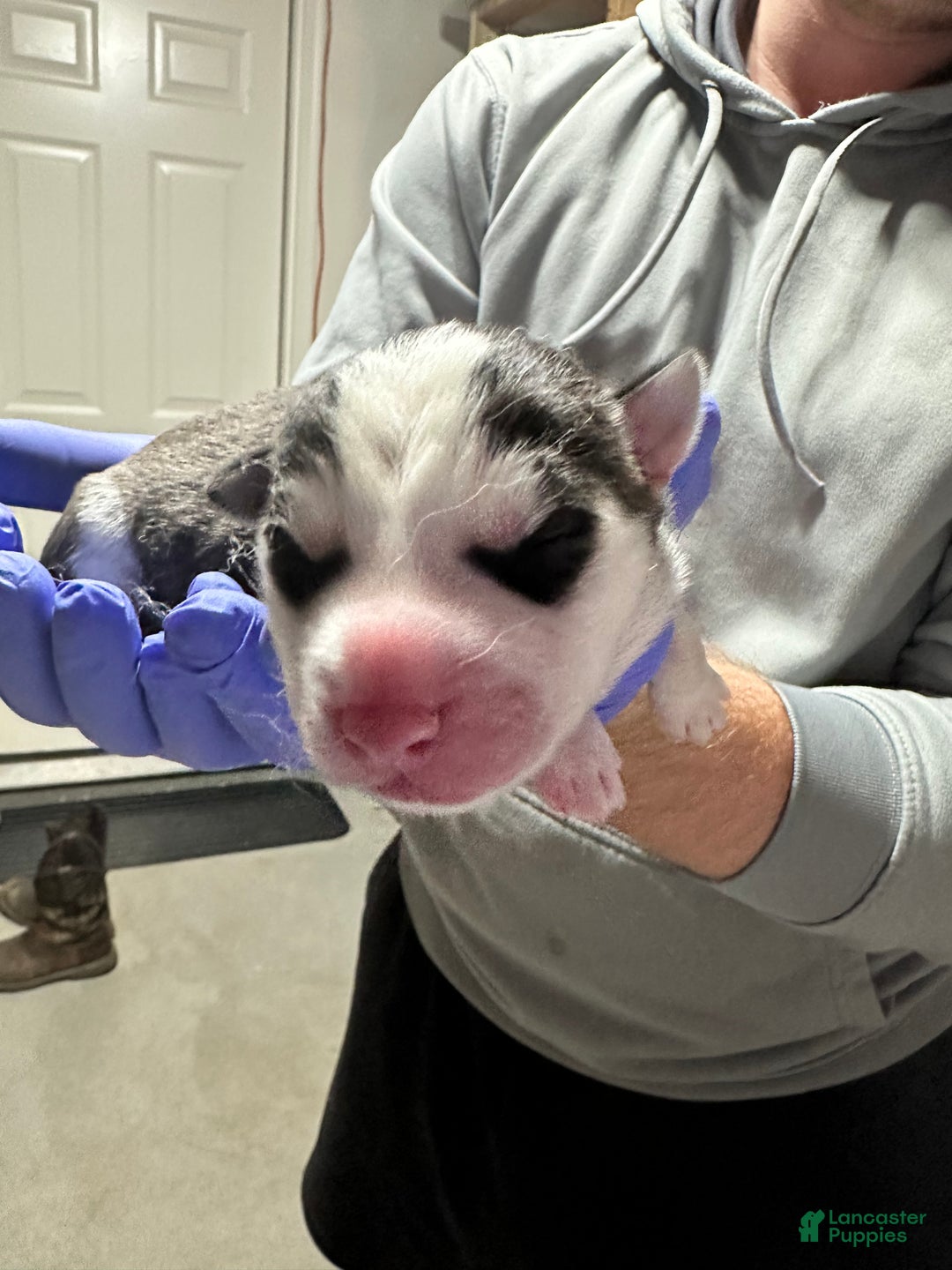 Siberian Husky dogs for sale: Taylor Allison swift  - Ad 1