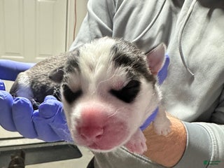 Siberian Husky dogs Taylor Allison swift - Ad 20