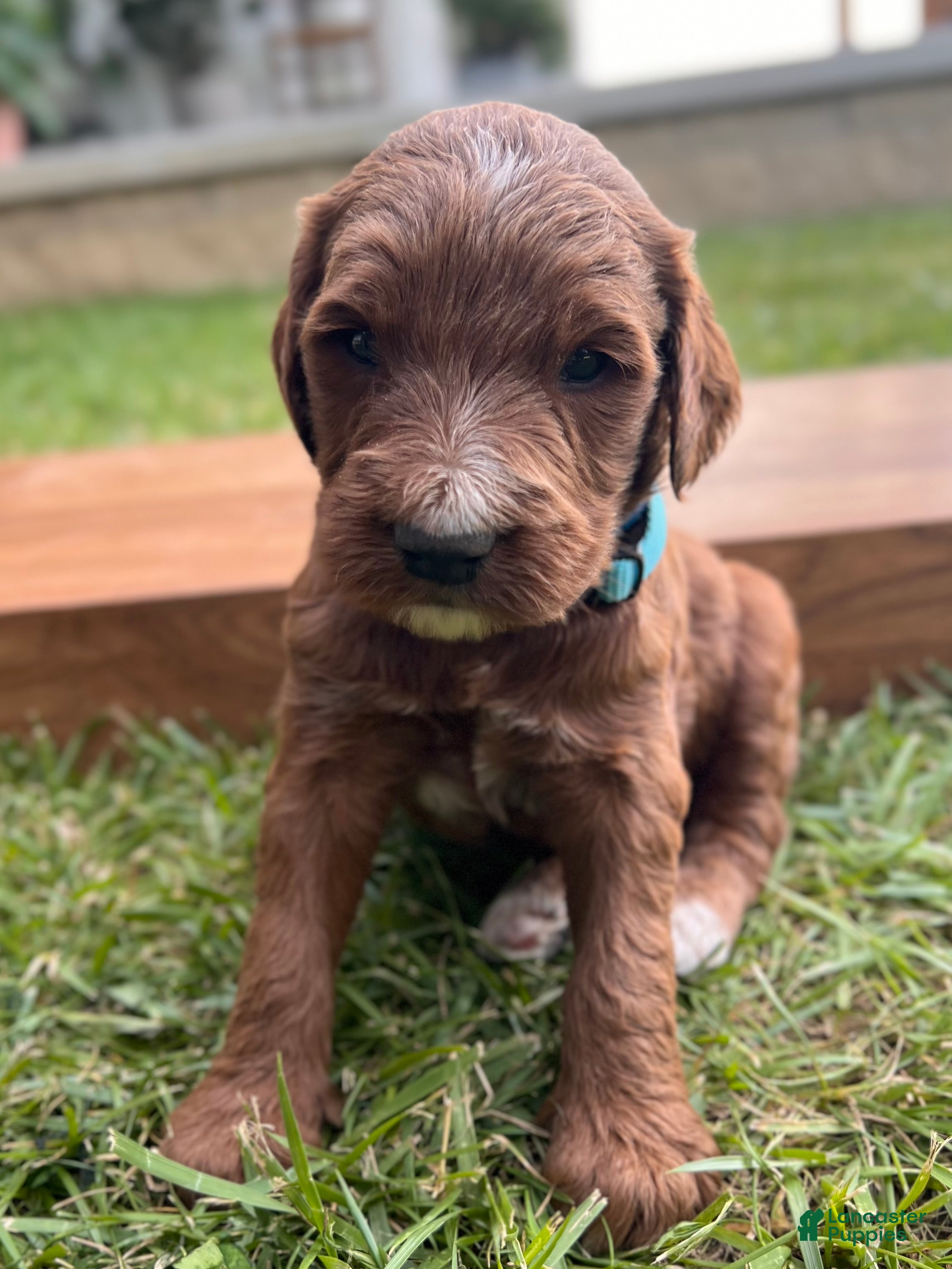 Irish Doodle dogs Birch - Ad 2