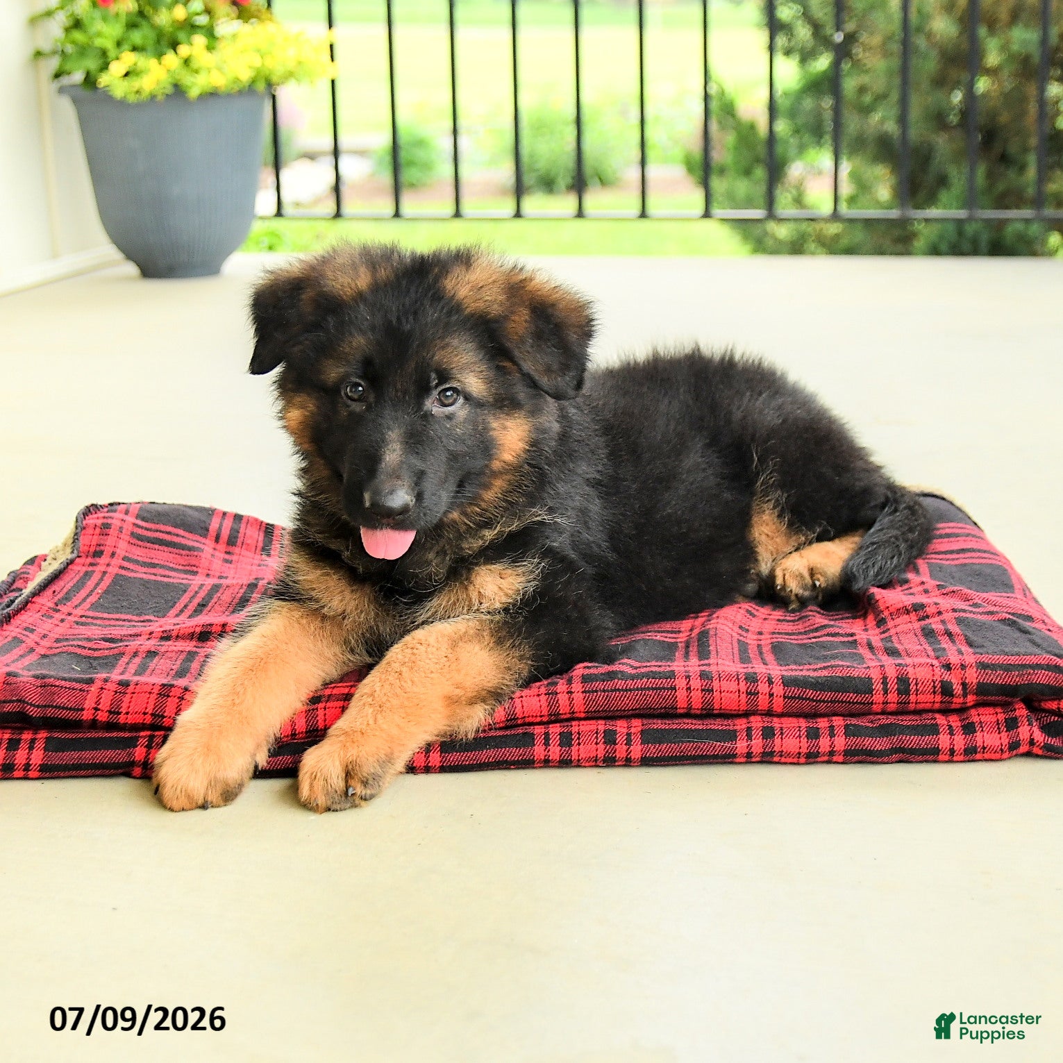 German Shepherd dogs Rosalie - Ad 2