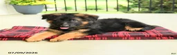 German Shepherd dogs for sale: Rosalie - Ad 2