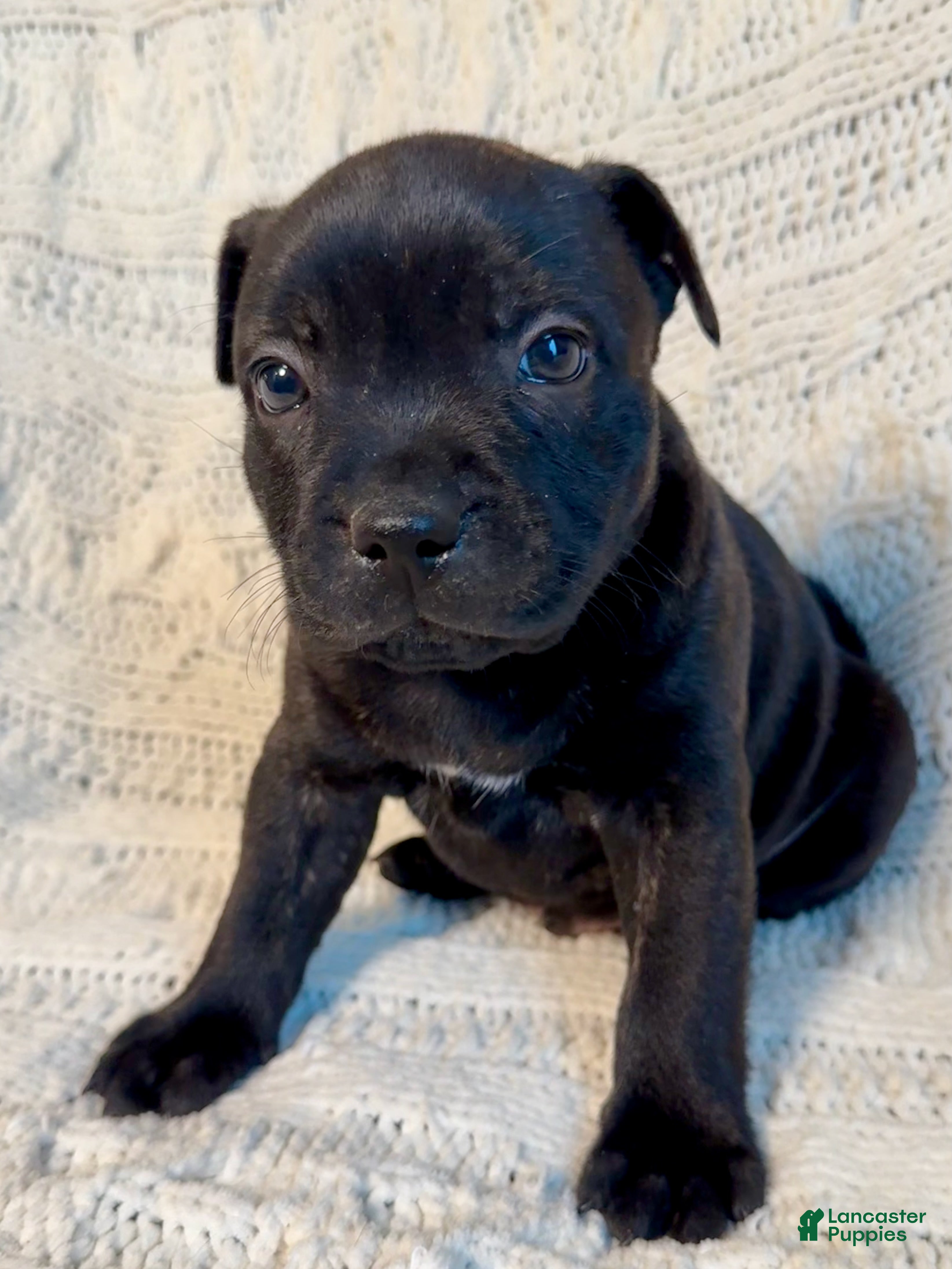 Staffordshire Bull Terrier dogs Staffordshire Bull Terrier Puppy 1 - Ad 2