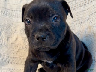 Staffordshire Bull Terrier dogs Staffordshire Bull Terrier Puppy 1 - Ad 4