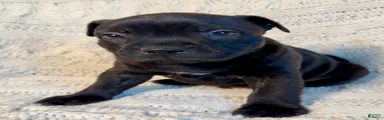 Staffordshire Bull Terrier Puppy 1