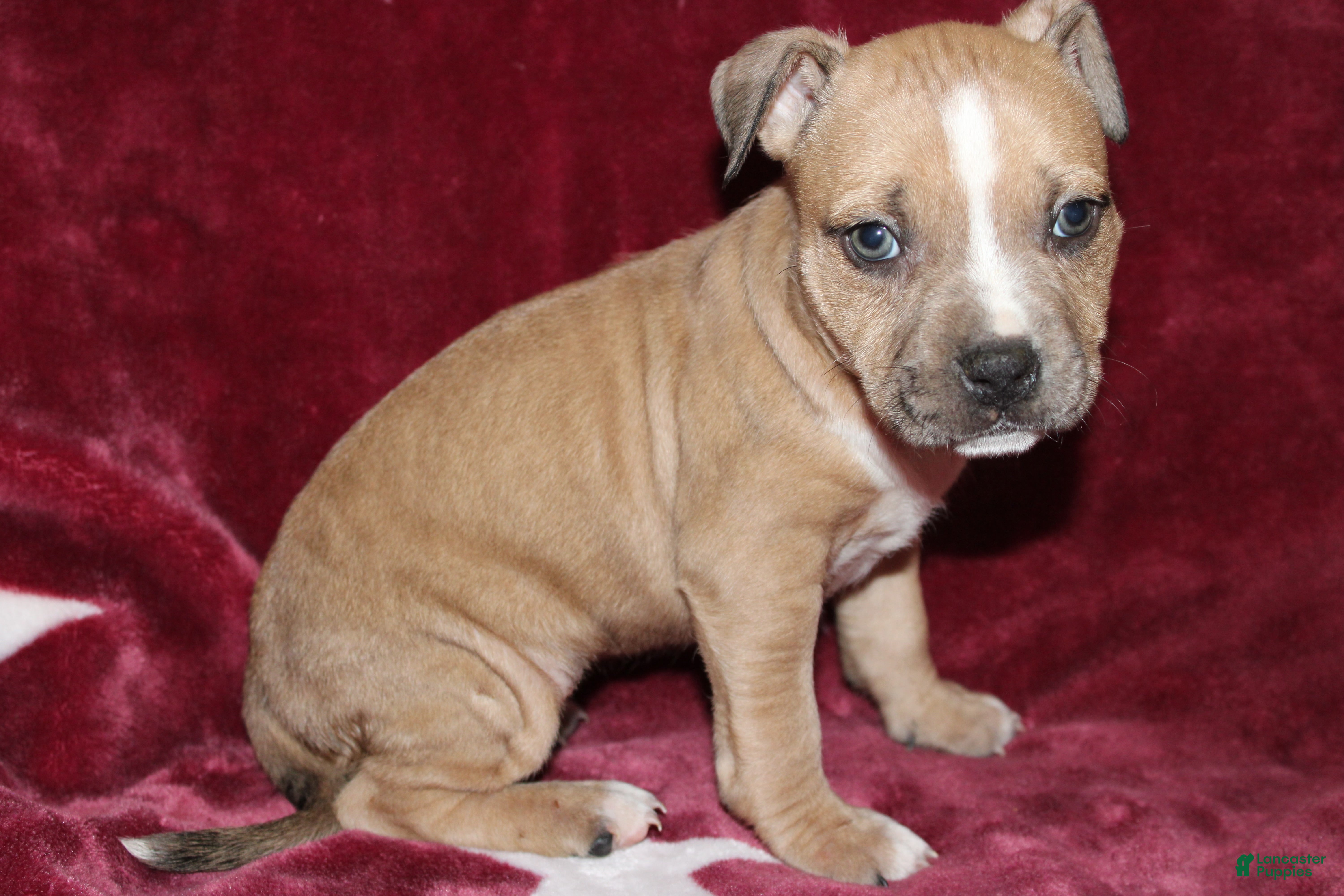 American Bully dogs Princess  - Ad 4