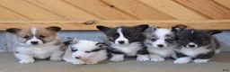Welsh Corgi Pembroke dogs for sale: Sawyer - Ad 7