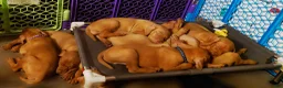 Vizsla dogs for sale: Green Collar - Ad 3