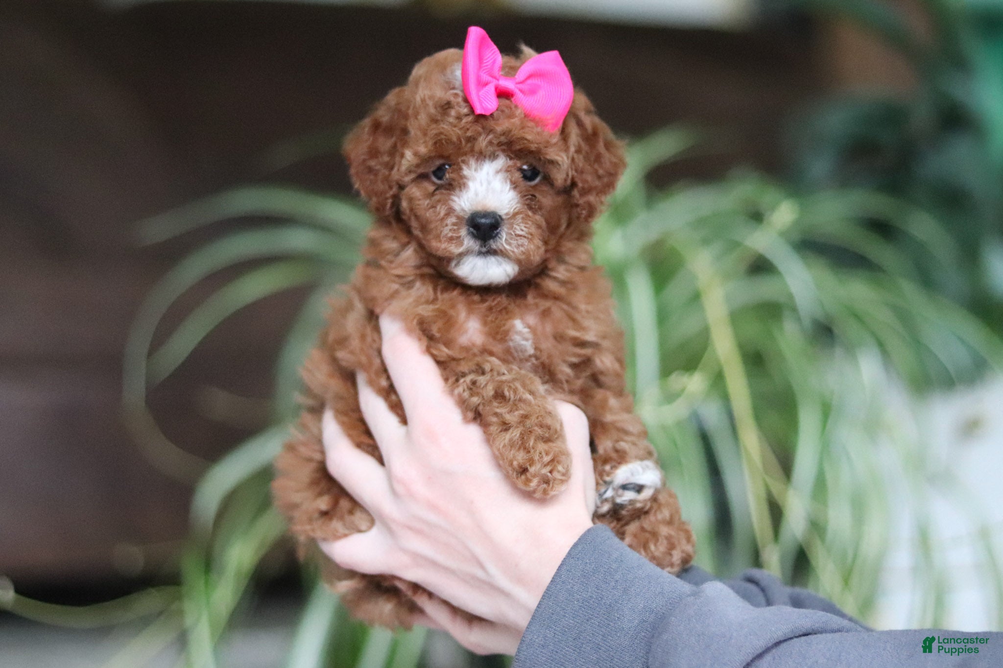 Cavapoo dogs Joy - Ad 2