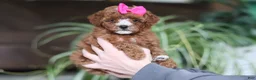 Cavapoo dogs for sale: Joy - Ad 2