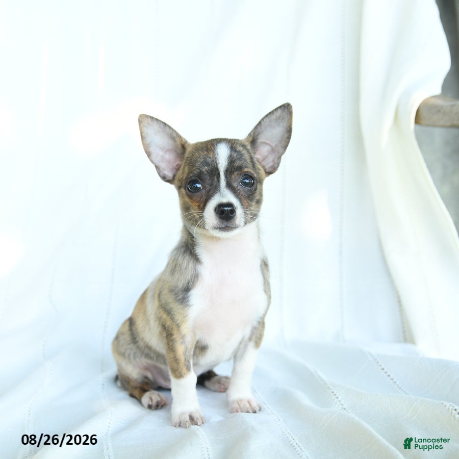Chihuahua dogs Jelly Bean - Ad 1