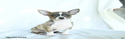 Chihuahua dogs for sale: Jelly Bean - Ad 1
