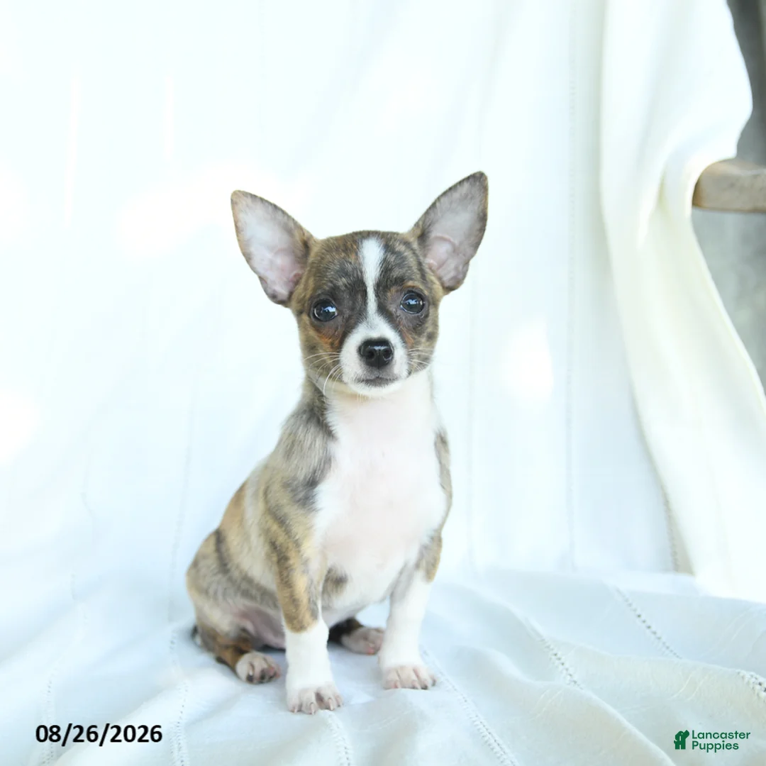 Chihuahua dogs for sale: Jelly Bean - Ad 1