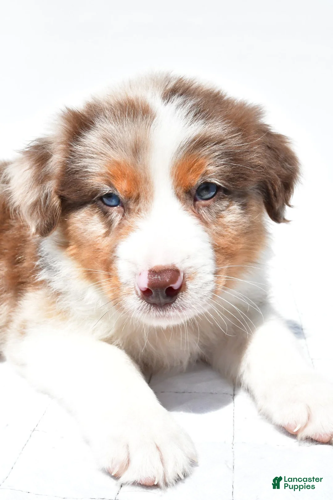 Australian Shepherd dogs for sale: Jay - Ad 2