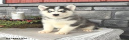 Siberian Husky dogs for sale: Gavin - Ad 2