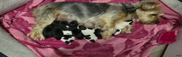 Yorkshire Terrier dogs for sale: Winston - Ad 7