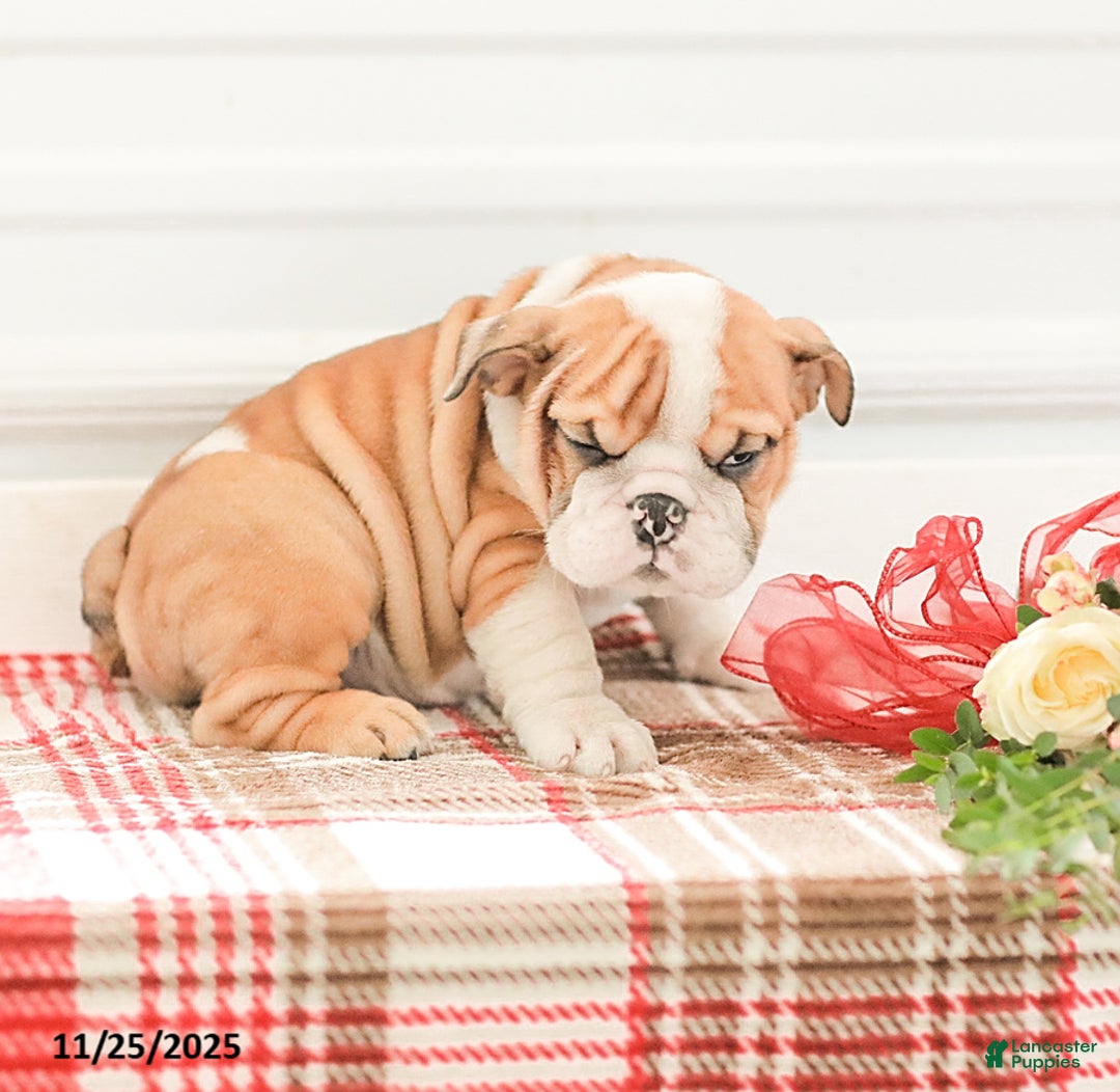 English Bulldog dogs for sale: Rob - Ad 3