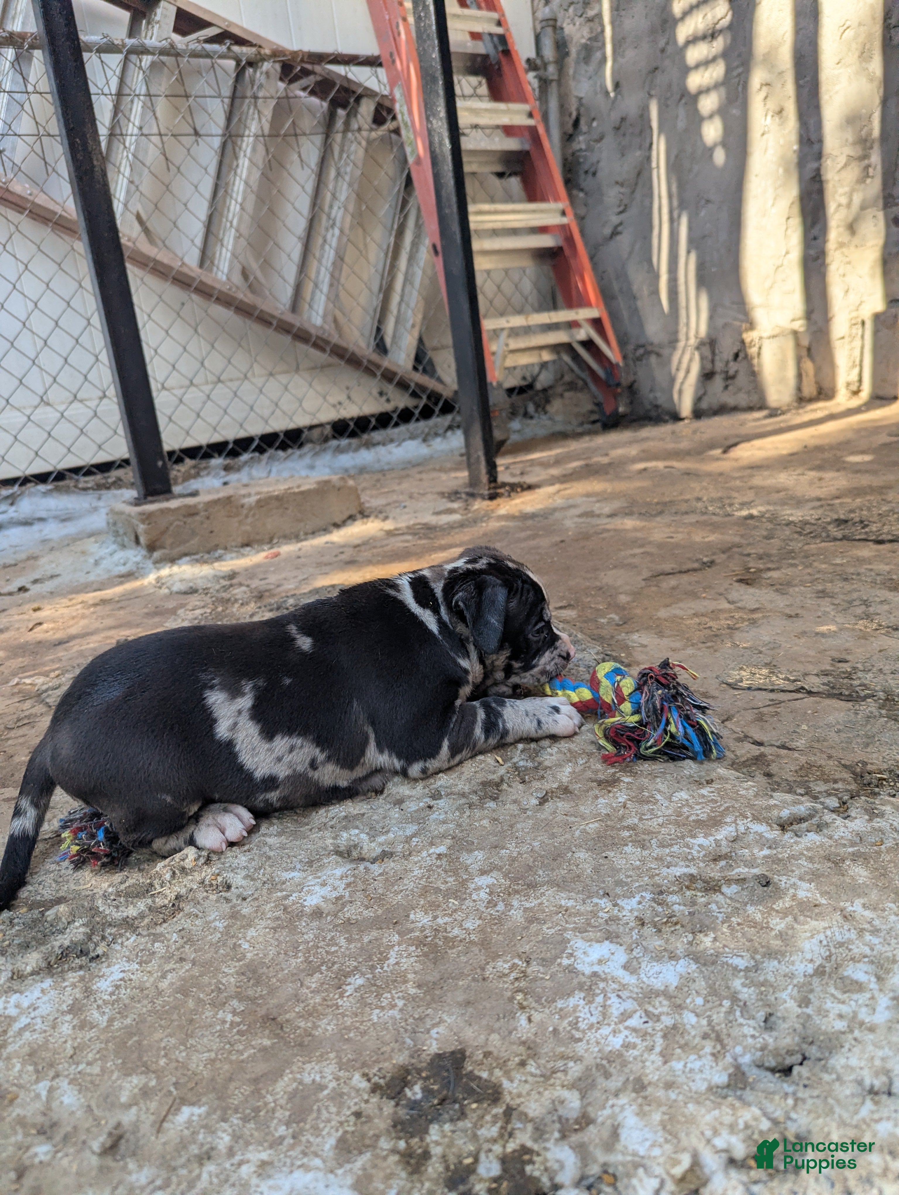 American Bully dogs Galactus - Ad 2