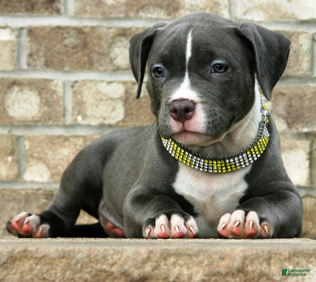 American Bully dogs for sale: SNOOP DOGG - Ad 6