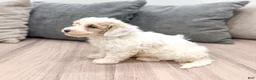 Miniature Poodle dogs for sale: Parker - Ad 5