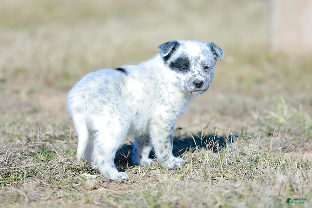 Australian Cattle Dog dogs for sale: David - Ad 5