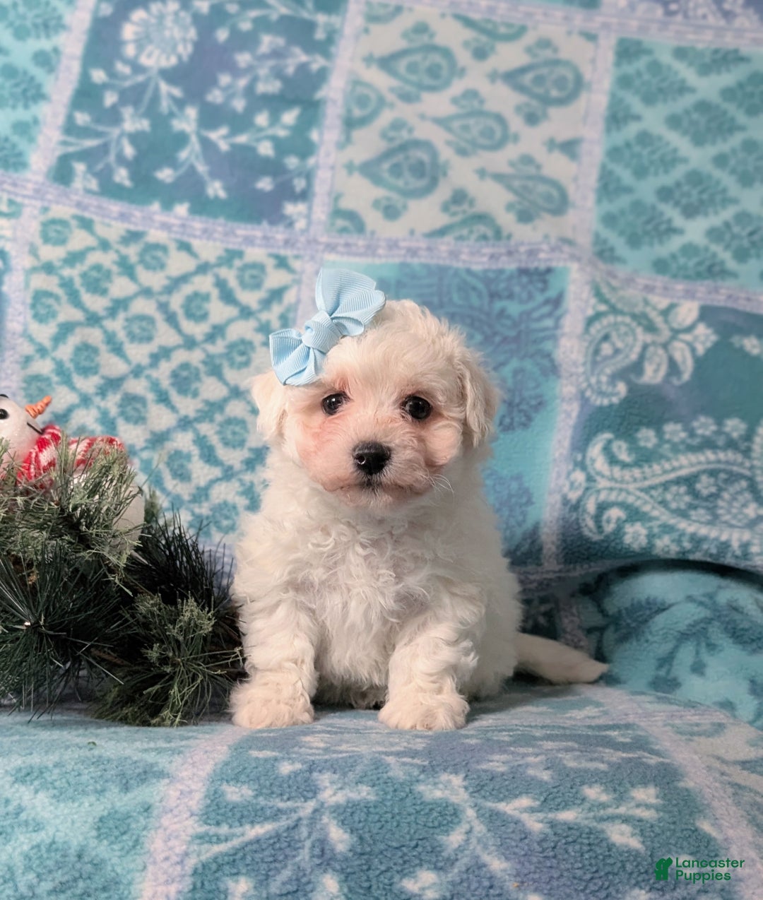 Bichon Frise dogs for sale: Carlotta - Ad 4