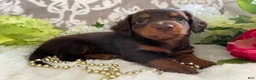 Miniature Dachshund dogs for sale: Mindy - Ad 9