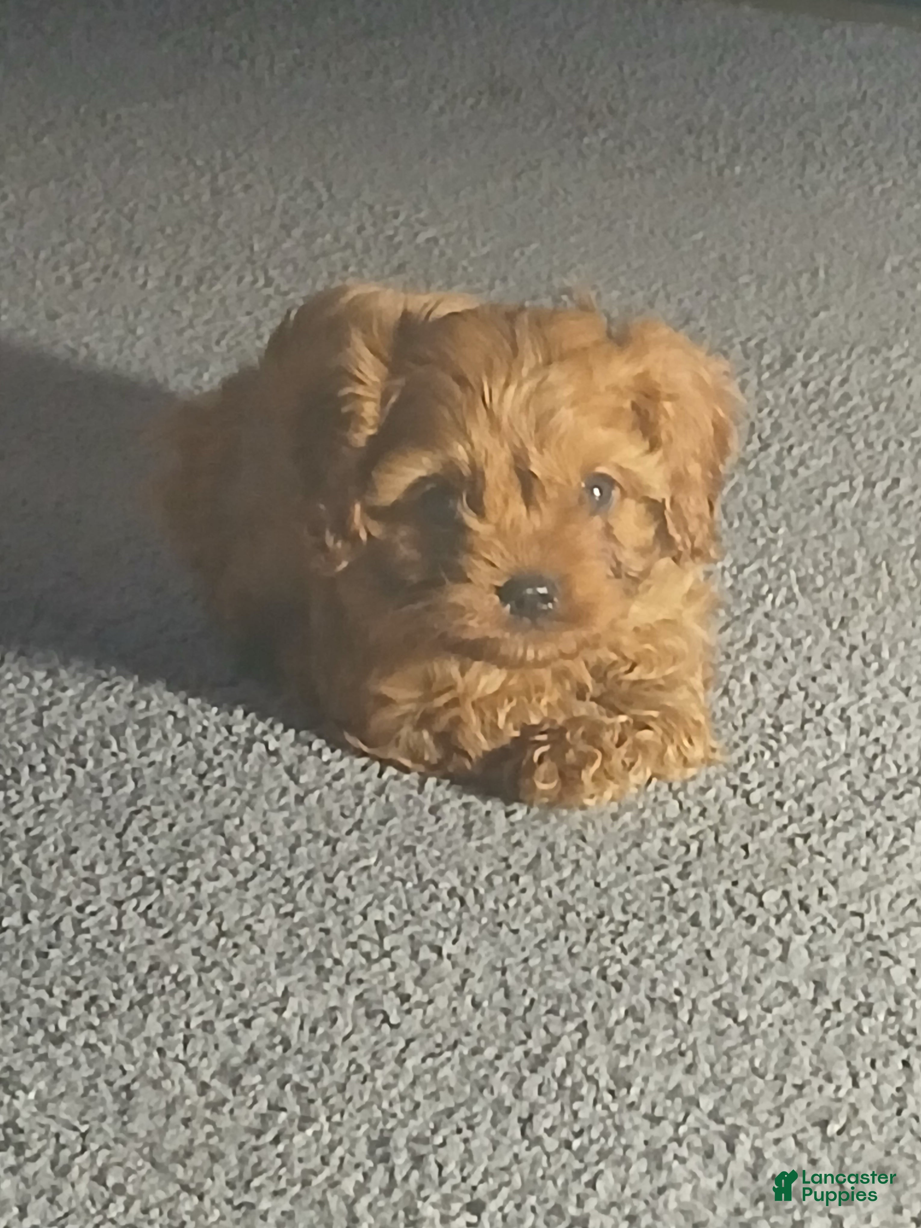 Cavapoo dogs for sale: Dasher - Ad 1