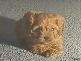 Cavapoo dogs for sale: Dasher - Ad 1