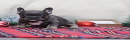 French Bulldog dogs for sale: April - Ad 3
