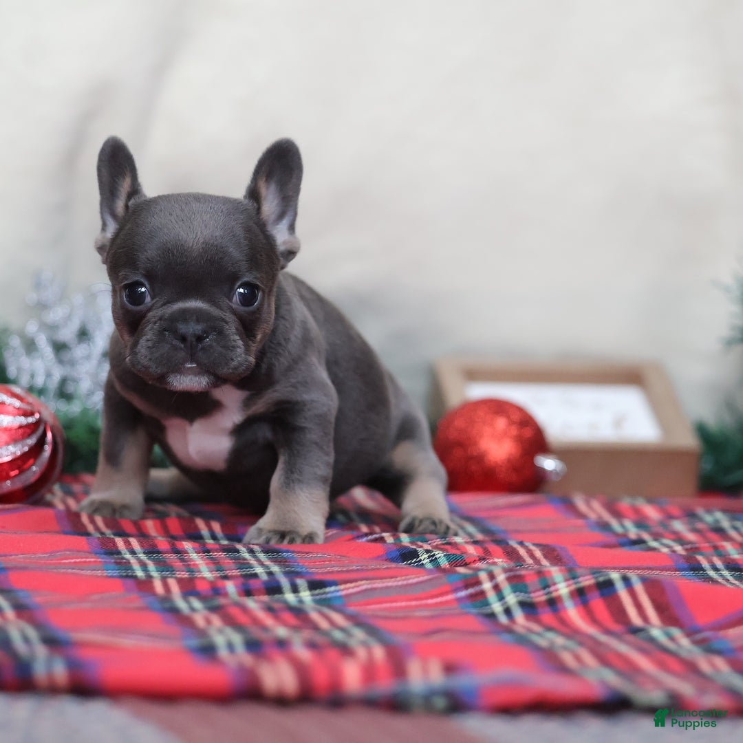 French Bulldog dogs for sale: April - Ad 3