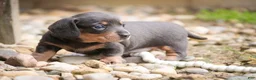 Miniature Dachshund dogs for sale: GiGi - Ad 6