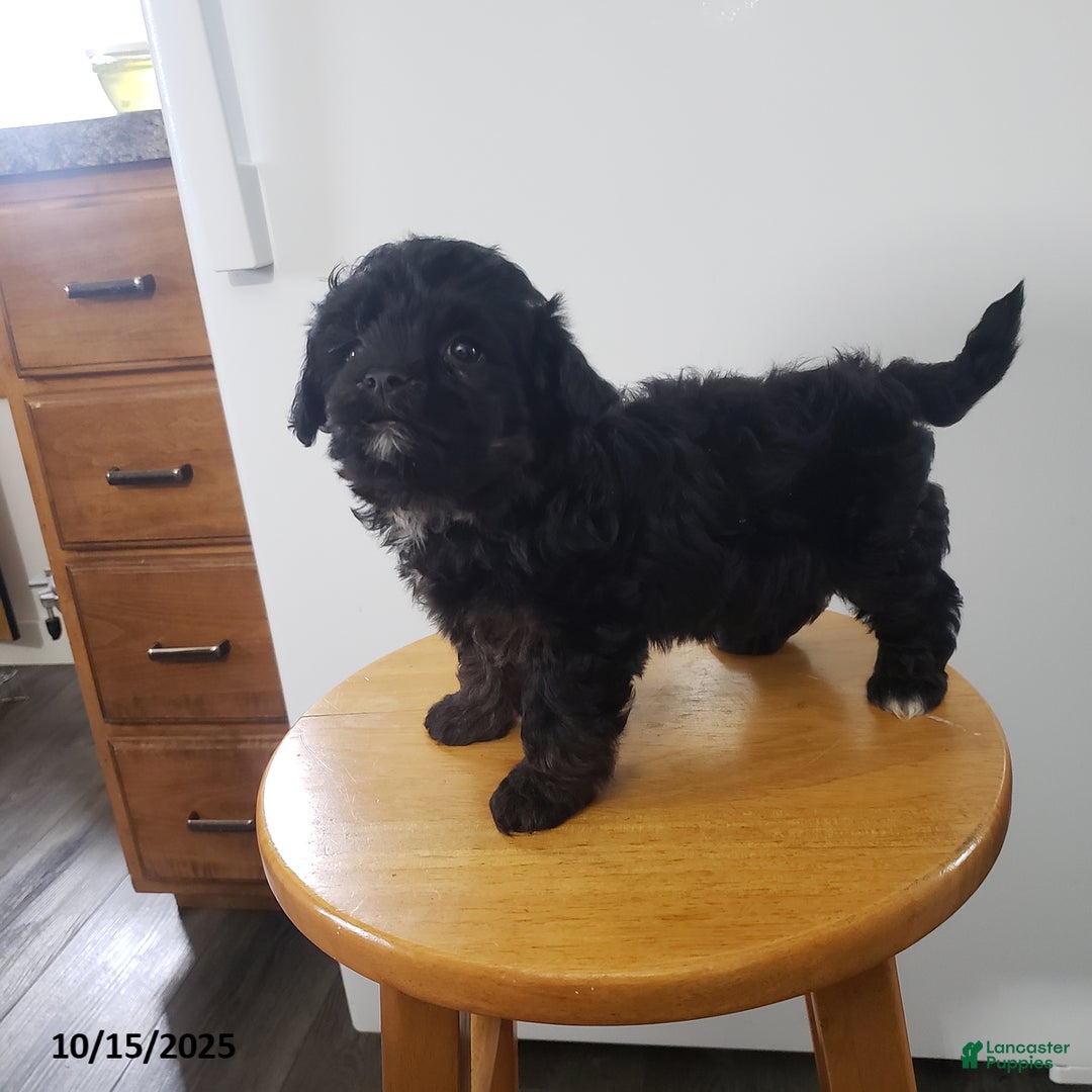 Shihpoo dogs for sale: Ava  - Ad 6