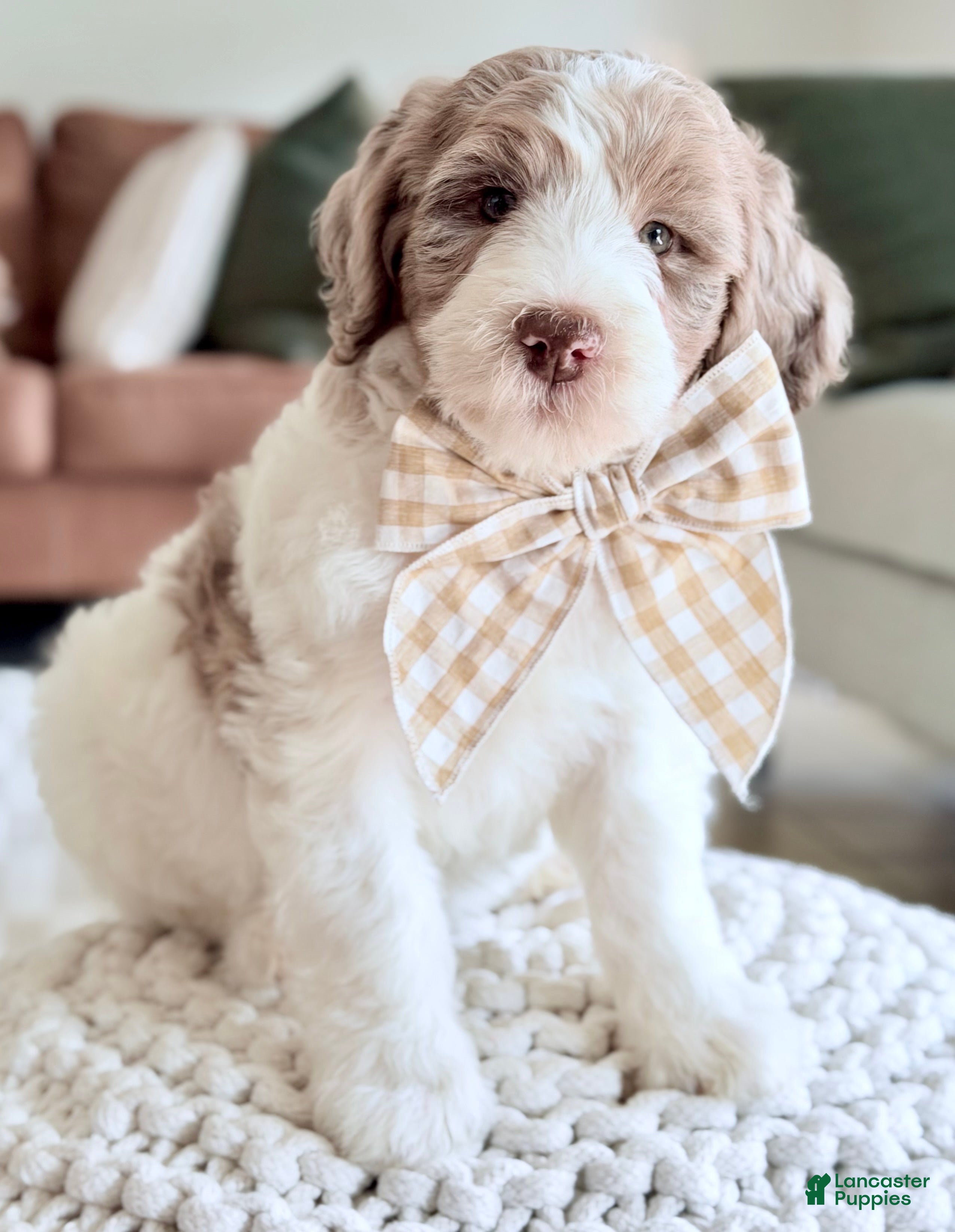 Bernedoodle dogs Praise  - Ad 1