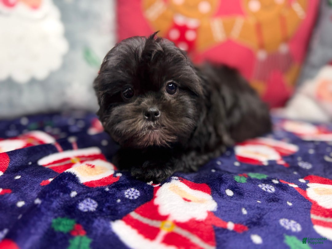 Malshi dogs for sale: Daiyu - Ad 8