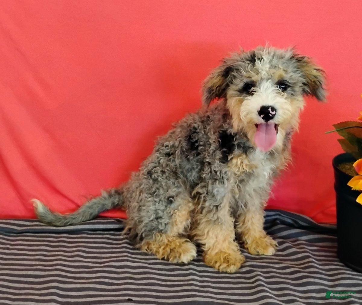 Mini Bernedoodle dogs Polly - Ad 1