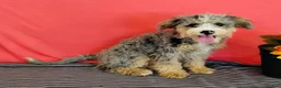 Mini Bernedoodle dogs for sale: Polly - Ad 1