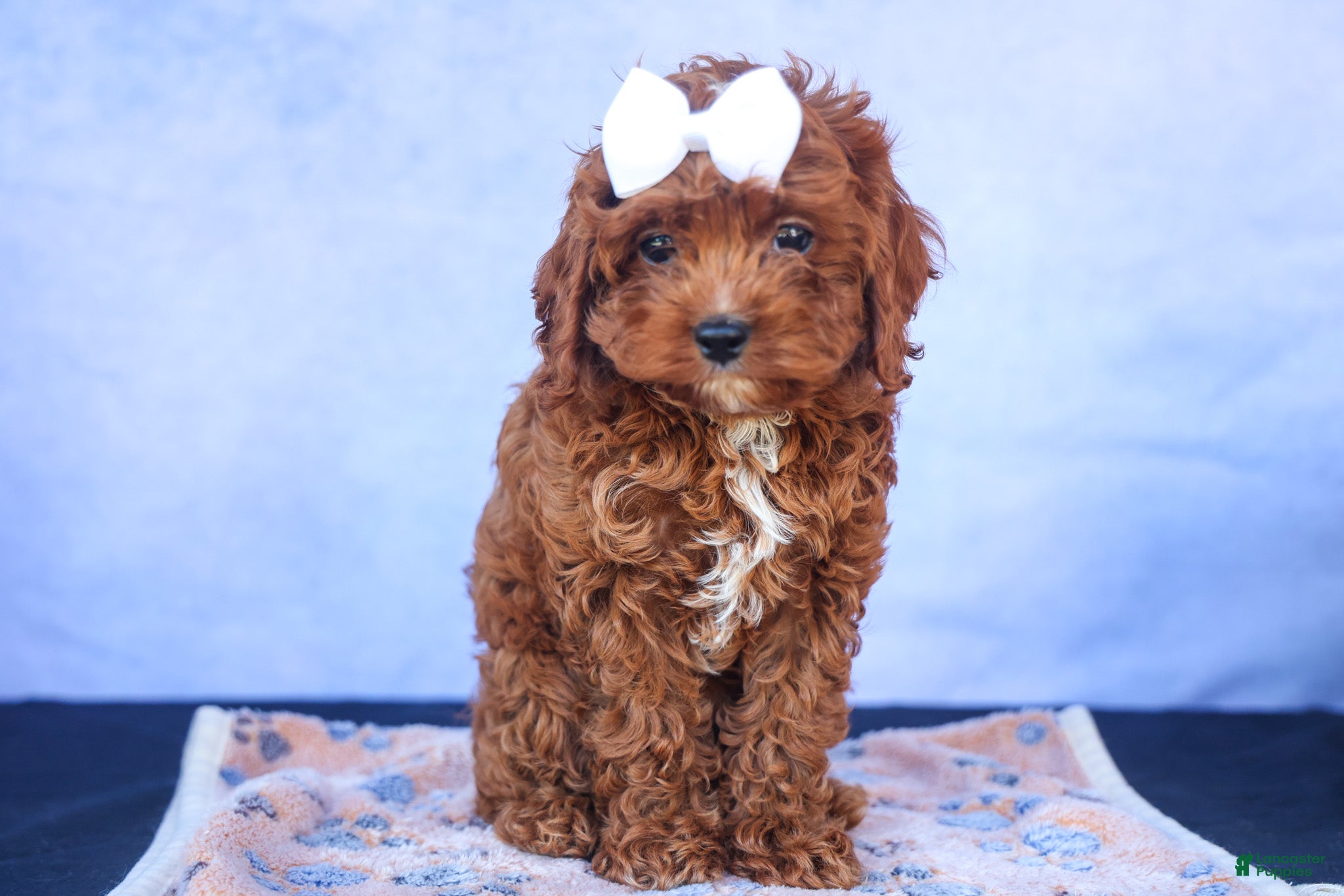 Cavapoo dogs for sale: RHODA - Ad 5