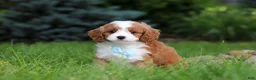 Cavapoo dogs for sale: Cody - Ad 5