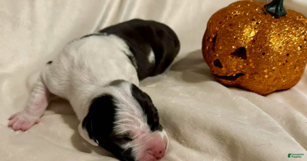 Great Dane dogs for sale: Rafike - Ad 5