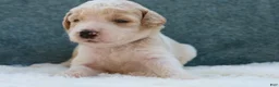 Goldendoodle dogs for sale: Lucky - Ad 3