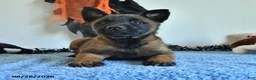 Belgian Malinois dogs for sale: Tonks - Ad 7