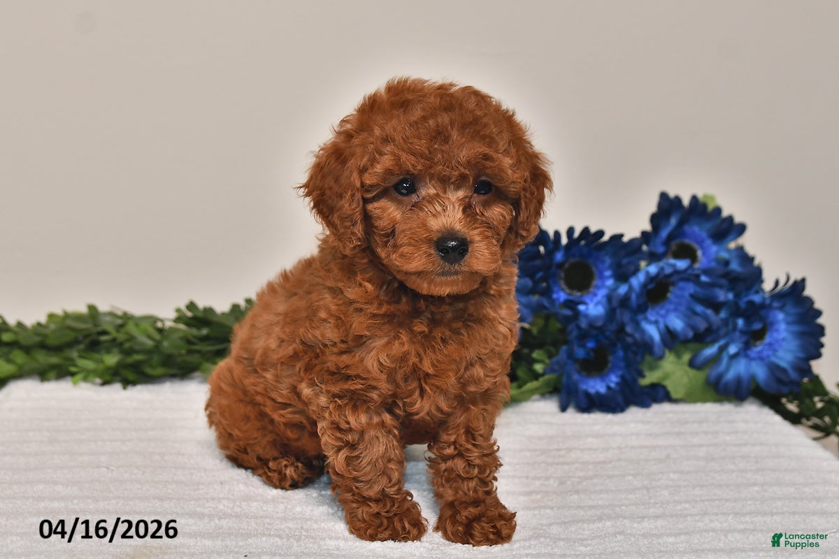 Miniature Poodle dogs Milo - Ad 2