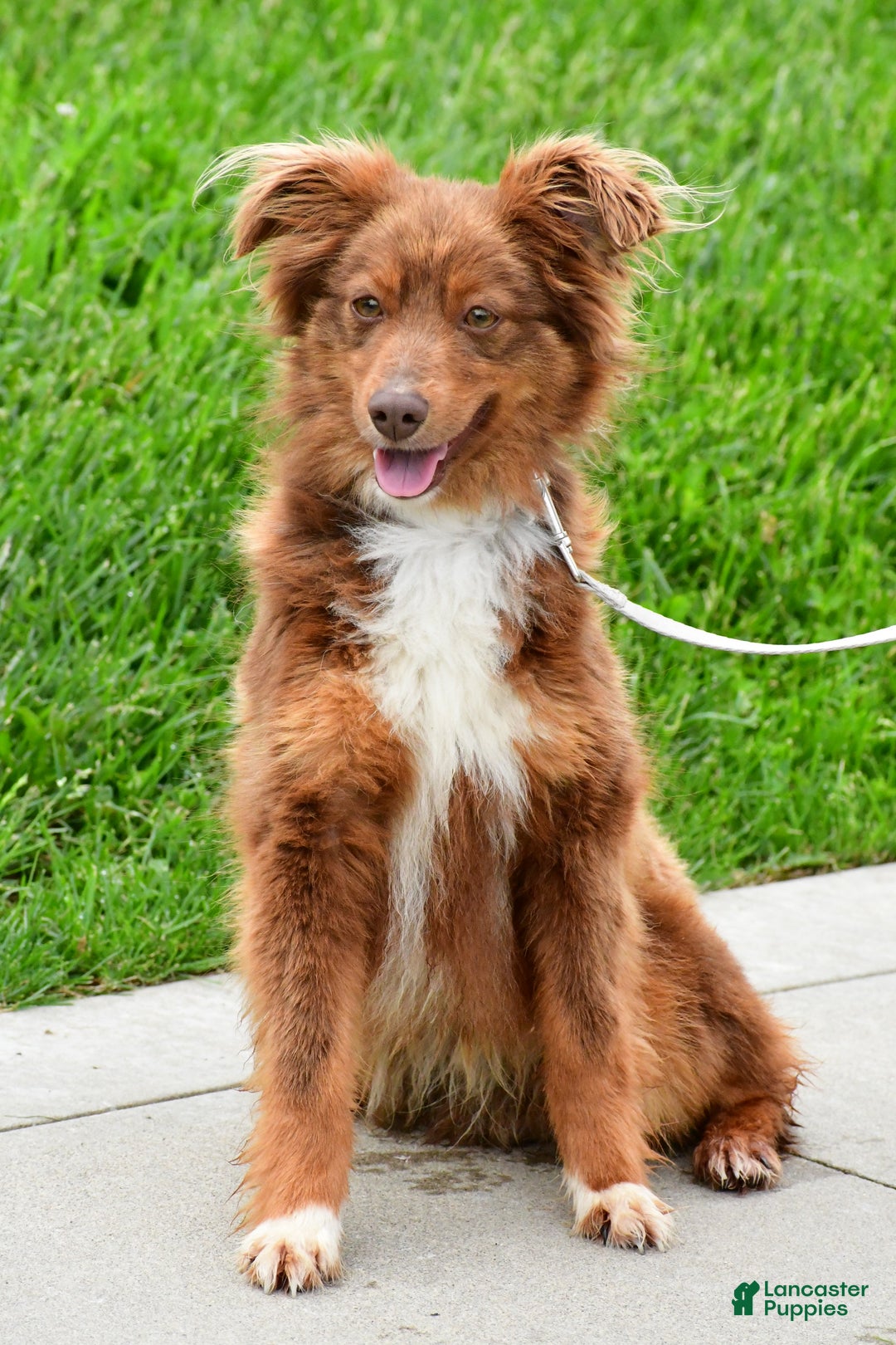 Toy Australian Shepherd dogs for sale: Benny - Ad 11
