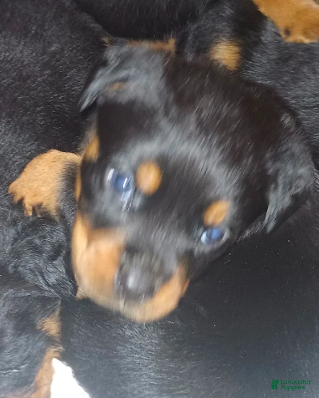 Rottweiler dogs for sale: Championship bloodline Girl 4 - Ad 1