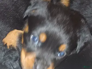 Rottweiler dogs Championship bloodline Girl 4 - Ad 3