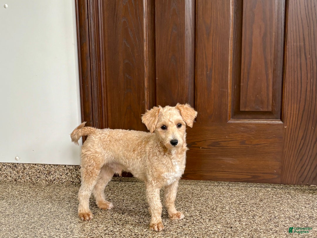 Maltipoo dogs for sale: Bennie - Ad 3