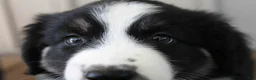 Australian Shepherd dogs for sale: Kelly - Ad 4