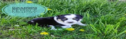 Mixed Breed dogs for sale: Mopsy  - Ad 3